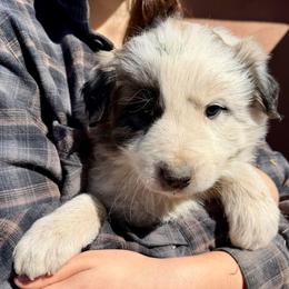Victor- black - Badger male Colorado Mountain Dog puppy in Cotopaxi, Colorado from Once Upon A Moose (OUM)