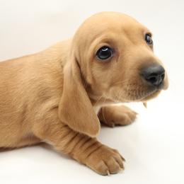 Yogi - Red male Dachshund puppy in Excel, Alabama from CJ’s Little Palace