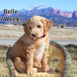 Aussiedoodle Puppies from Color Country Doodles