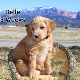 Aussiedoodle Puppies from Color Country Doodles