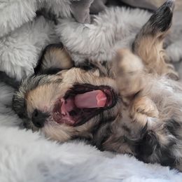 Miniature Schnauzer Puppies from Highland Schnauzer