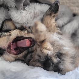 Miniature Schnauzer Puppies from Highland Schnauzer