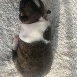 Boston Terrier Puppies from Wendy's Boston Terriers