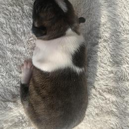 Boston Terrier Puppies from Wendy's Boston Terriers