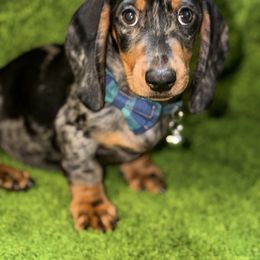 Freckles - Dapple male Dachshund puppy in Florida from Doxie Rugrats