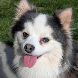 Meeko - Pomsky