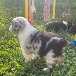 Mint Chip - Blue merle male Miniature Australian Shepherd puppy in Sonora, California from Quarle Ranch Mini Aussies