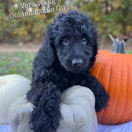 Vera Wang - Black female Goldendoodle puppy in Grove, Oklahoma from Guinn Family Farms