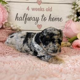 Cece - Merle female Goldendoodle puppy in North Branch, Michigan from Graceful Miniature Goldendoodles
