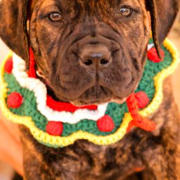 Purple Collar Girl - Brindle female Boerboel puppy in Lubbock, Texas from Bushido Boerboels