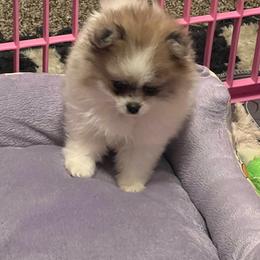 Sookie - Blue merle female Pomeranian puppy in Arizona from Ma Petite Amore Pomeranians