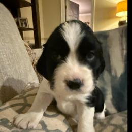 Tina Turner - Black and white female English Springer Spaniel puppy in Memphis, Tennessee from Lynn Bee Avenue