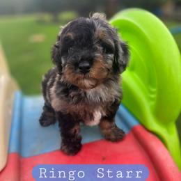 R i n g o (S t a r r) - male Cavapoochon puppy in Bullard, Texas from Cavapoochon Central LLC