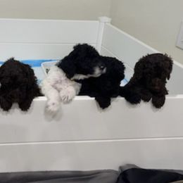 Poodles from Randi Poodles