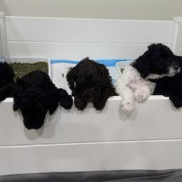 Poodles from Randi Poodles
