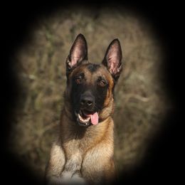Felan - Belgian Malinois