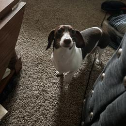 Luna - Dachshund
