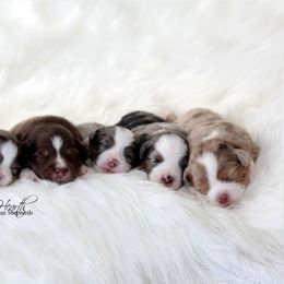 Miniature Australian Shepherd Puppies from Cabin Hearth Miniature Australian Shepherds