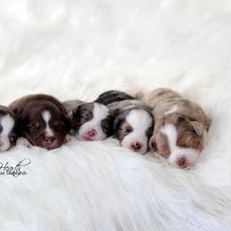 Miniature Australian Shepherd Puppies from Cabin Hearth Miniature Australian Shepherds