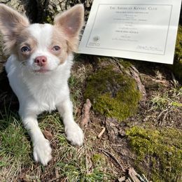 Chihuahua All Grown Up from Zobelchi