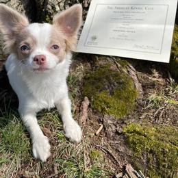 Chihuahua All Grown Up from Zobelchi