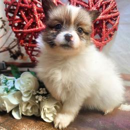 Joy - White female Companion Cross puppy in Davenport, Washington from Lovely Ladies and Little Asses Miniature Equines (L3A Pomeranians & Papillons)