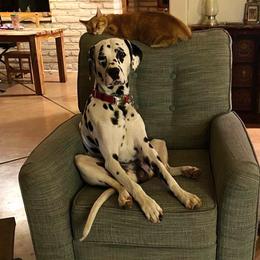 Dalmatian All Grown Up from Gateway Farm Dalmatians