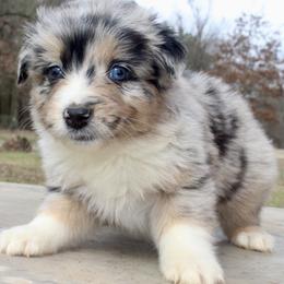 Kuromi - Blue merle female Australian Shepherd puppy in Star City, Arkansas from Blush & Lace Aussie Co.