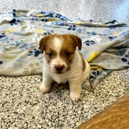 German Shorthaired Pointer and Russell Terrier Puppies from Charnobragan Acres