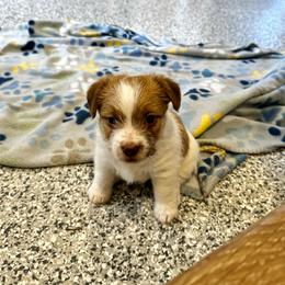 German Shorthaired Pointer and Russell Terrier Puppies from Charnobragan Acres