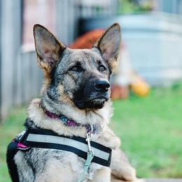German Shepherds from Melissa's German Shepherds