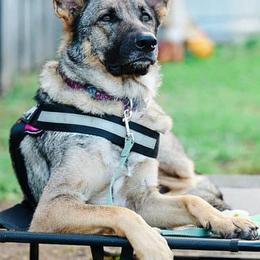 German Shepherds from Melissa's German Shepherds