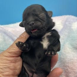 Emerald- green collar - Black and white female Shih Tzu puppy in Clarksburg, West Virginia from Pilgrim Shih tzu
