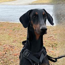 Sasha - Doberman Pinscher