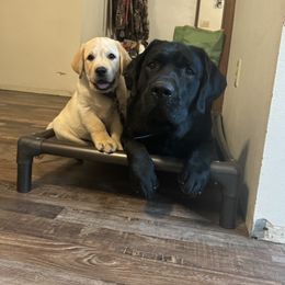 Labrador Retriever Puppies from SR Labrador Retrievers