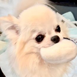 Jax - Chihuahua