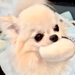 Jax - Chihuahua