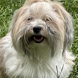 Tipper - Havanese