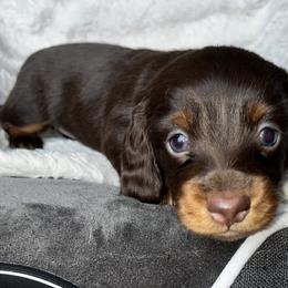 Chocolate and Tan Female - Chocolate and tan female Dachshund puppy in Charlotte, Michigan from Blue Diamond Danes