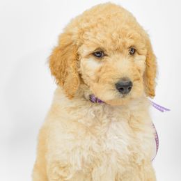 Poodle Puppies from DoodleHaven