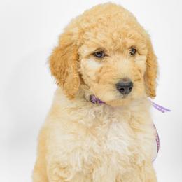 Poodle Puppies from DoodleHaven