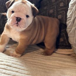 Jessie - Red and white female Bulldog puppy in Fayettville Ar, Arkansas from Ozark Bulldogs
