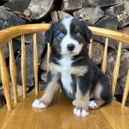 Cider - Black tri-color male Australian Shepherd puppy in Hillsboro, Oregon from Delaney's Australian Shepherds