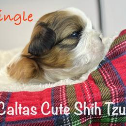 Jingle - Red and white male Shih Tzu puppy in Vernon, New Jersey from Calta’s Cute Shih Tzu