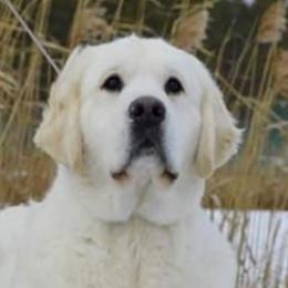 Golden Retrievers from Majestic Mountain Goldens