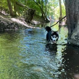 Siberian Husky Puppies from Xk siberians
