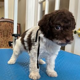 Sven - Phantom male Poodle puppy in Huntsville, Alabama from Flint River Poodles
