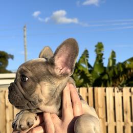 French Bulldog Puppies from Belle Âme Frenchies