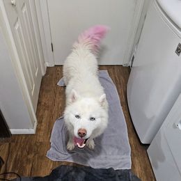Aurora - Siberian Husky