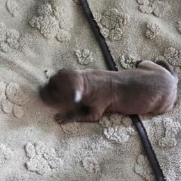 Italian Greyhound Puppies from Fisher Link